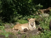 Löwin Jasira im Freigehege des Zoos Berlin Löwin Jasira im Freigehege des Zoos Berlin