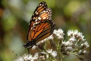 A monarch butterfly feeding on a flower in Mexico.