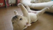 Bull Dog puppy is stuck lying on his back and trying to roll over, but cannot. Bull Dog puppy is stuck lying on his back and trying to roll over, but cannot.