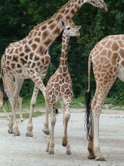 Giraffenkind Andrea erkundet das Gehege im Tierpark Berlin.