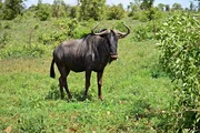 Gnu, Wildebeest