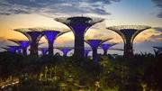 Die Supertrees im "Garden by the Bay" in der Morgend&auml;mmerung.; PHOENIX SINGAPUR, "Hightech und h&auml;ngende G&auml;rten", am Montag (21.10.24) um 21:00 Uhr. Die Supertrees im "Garden by the Bay" in der Morgend&auml;mmerung. &copy; phoenix/NDR/Wolfgang Schick, honorarfrei - Verwendung gem&auml;&szlig; der AGB im engen inhaltlichen, redaktionellen Zusammenhang mit genannter PHOENIX-Sendung bei Nennung "Bild: phoenix/NDR/Wolfgang Schick" (S2). PHOENIX-Kommunikation, Tel: 0228/9584-196, Fax: -199, presse@phoenix.de