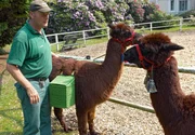 Volker Friedrich mit Gandalf und seinen Alpaka-Kollegen.
