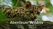 Key Visual/Cover Sendereihenbild mit Typo zu "Abenteuer Wildnis". Das Programm zeigt verbl&uuml;ffende Lebensr&auml;ume zu Wasser, zu Land und in der Luft. Die Expeditionen begegnen Tieren auf Augenh&ouml;he und stellen ihre Bedeutung dar. Im Bild: Margay auf einem Baum.