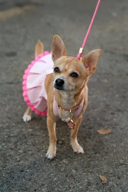 Elle ist entsetzt: Die Mama von Brutus, ihrem geliebten Chihuahua, wird in einer Tierversuchsanstalt gefangen gehalten! Da m&uuml;ssen die Karriere und ihre Hochzeitspl&auml;ne erst einmal warten ...