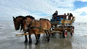 Birgit Strohsahl f&auml;hrt von Duhnen nach Neuwerk - ihr Fahrplan richtet sich nach der Tide. Ein tiefer Priel macht den Wattkutschern immer wieder zu schaffen: Bei schlechten Verh&auml;ltnissen muss Birgit dann umkehren.