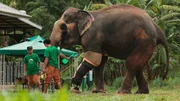 Motala ist Dauerpatient im Elefantenkrankenhaus von Lampang und einer von weltweit zwei Elefanten mit einer Beinprothese. Weiteres Bildmaterial finden Sie unter www.br-foto.de.