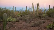 Das Gebiet des Saguaro Nationalparks wurde bereits 1934 von Präsident Hoover als Nationaldenkmal ausgerufen. Das Gebiet des Saguaro Nationalparks wurde bereits 1934 von Präsident Hoover als Nationaldenkmal ausgerufen.