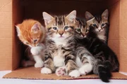 kittens in a box