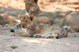 Lioness and young cub Pip