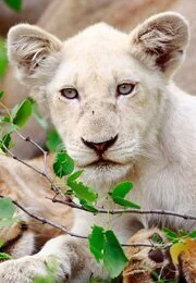 wei&szlig;e L&ouml;win Nkani