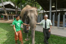 Mosha ist Dauerpatient im Elefantenkrankenhaus von Lampang und weltweit einer von zwei Elefanten mit einer Beinprothese. Entwickelt wurde die Prothese von Prof. Dr. Jivacate Therdchai (rechts).
