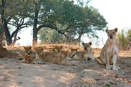 Family in the shade