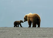 Die junge Mutter "Parsnip" und Ihr Junges m&uuml;ssen viel dramatische und riskante Situationen meistern. Ihr &Uuml;berlebenskampf im gro&szlig;en Grizzlyland ist erbarmungslos. Mehrere Monate konnte die Crew das Schicksal der Beiden verfolgen.