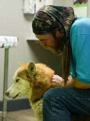 Sookie is brought into the clinic after being injured by a porcupine.