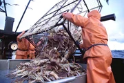 Crab being dumped onto the sorting table.