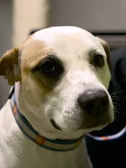 Berkeley is brought into the clinic due to spay incontinence.