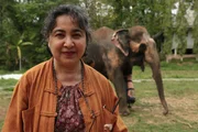 1993 gr&uuml;ndete Soraida Salwala im Norden Thailands das erste Elefantenkrankenhaus des Landes. Finanziert wird es bis heute ausschlie&szlig;lich durch private Spenden.