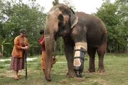 Elefantendame Mosha hat vor zehn Jahren ihr Bein bei einem Landminenunfall verloren. Kurze Zeit sp&auml;ter konnte ihr eine k&uuml;nstliche Prothese angepasst werden.