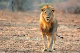 Young lion