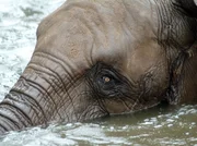 Elefantenkuh Pori beim Baden im Tierpark Berlin Elefantenkuh Pori beim Baden im Tierpark Berlin