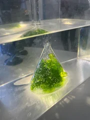 Das "PUR+"-Experiment: Mithilfe einer Ulva-Alge aus der Nordsee wird Fotosynthese sichtbar gemacht. Dabei braucht die Ulva-Alge Sonnenlicht, nimmt Wasser und Kohlendioxid (CO2) auf und produziert daraus Zucker und Sauerstoff - letzteres wird durch die kleinen Sauerstoffbl&auml;schen im Wasser sichtbar gemacht.