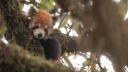 Rote Pandas leben in den B&auml;umen, dieser versteckt sich gerade vor einem Fressfeind.