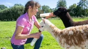 Elisabeth Bremehr füttert zwei Alpakas mit dem Fläschchen. Elisabeth Bremehr füttert zwei Alpakas mit dem Fläschchen.