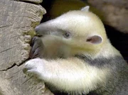 15 Uhr im Ersten. S&uuml;damerika ist die Heimat einer Vielzahl exotischer Tiere. Doch der Mensch beansprucht immer mehr Raum f&uuml;r sich. Wie sich sein Handeln, vor allem die Abholzung des Regenwaldes auf die in S&uuml;damerika beheimateten Tiere auswirkt, zeigt der Film. (junger Ameisenb&auml;r)