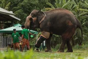 Motala ist Dauerpatient im Elefantenkrankenhaus von Lampang und einer von weltweit zwei Elefanten mit einer Beinprothese.