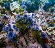 Purpurseeigel fressen Kelp und anderen Seetang. Dort wo sie keine nat&uuml;rlichen Feinde wie beispielsweise Seeotter haben, zerst&ouml;ren sie die Kelpw&auml;lder.