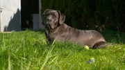 Cane Corso-R&uuml;de Diego macht Halterin Kathy gro&szlig;e Schwierigkeiten.