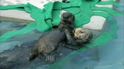 Im Monterey Bay Aquarium nehmen Seeotter-Adoptivm&uuml;tter verwaiste Otterwelpen an, ziehen sie auf, bis die jungen Otter wieder ausgewildert werden k&ouml;nnen.
