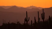 Mit 95 bis 100 Jahren erreichen die Saguaro Kakteen eine H&ouml;he zwischen 4,5 und 4,8 Meter und bilden ihren ersten Arm aus. In einem Alter von etwa 200 Jahren hat ein Saguaro Kaktus seine volle L&auml;nge erreicht wird bis zu 14 Meter hoch.