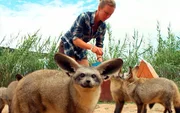 ARD/SWR DAS WAISENHAUS F&Uuml;R WILDE TIERE FOLGE 11, "Abenteuer Afrika": Die L&ouml;ffelhunde fressen am liebsten Katzenfutter!