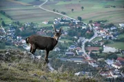Ein Steinbock auf der Hohen Wand, darunter die Wiener Neust&auml;dter Ebene.