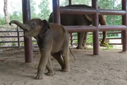 Ein 1 Monate altes Elefantenbaby, das im Krankenhaus geboren wurde.