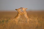 Gir-Nationalpark, Gujarat, Indien: Zwei W&uuml;stenf&uuml;chse ringen im schwindenden Sonnenlicht im Gir-Nationalpark mit einander.