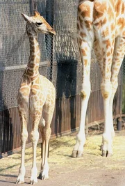 Das juengste Giraffenkind "Robert" ist erst Mitte Maerz im Berliner Tierpark geboren