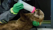 Im Monterey Bay Aquarium werden verwaiste Otterwelpen aufgezogen, um sie, wenn sie erwachsen sind, wieder auszuwildern.