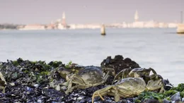 Universum: "Wildes Venedig", Venedig ist ein Mythos, die pr&auml;chtigste Kulisse der Welt. Doch die Stadt f&uuml;hrt ein Doppelleben - hier die quirlige Lagunenstadt, da die faszinierende Welt der vielen zum Teil unbewohnten Inseln. Sie vermitteln noch heute den Eindruck jener Zeit, als die ersten Siedler ihre Pf&auml;hle in den schlammigen Boden rammten. Mensch und Natur schufen einen gemeinsamen Lebensraum, den sie sich seit Jahrtausenden teilen: die Lagune. Hinter der malerischen Kulisse aus Pal&auml;sten, Kirchen und Kan&auml;len existiert ein bis heute kaum erforschter Kosmos, bev&ouml;lkert von einer au&szlig;ergew&ouml;hnlichen Menagerie von Lebewesen, allgegenw&auml;rtig, aber kaum sichtbar. Sie leben mitten in der Stadt, tauchen unter ihr hinweg oder blicken von hoch oben aus der Luft auf sie herab. Wer h&auml;tte in der Lagune von Venedig Korallenriffe vermutet; wer h&auml;tte gedacht, dass die Sandb&auml;nke und Inseln Lebensraum f&uuml;r eine Vielzahl von Wildtieren sind - von F&uuml;chsen &uuml;ber Marder bis hin zu den abertausenden von Zugv&ouml;geln; wer kennt schon die bunte Tierwelt der versteckten G&auml;rten Venedigs? Die Universum-Dokumentation von Klaus Steindl erforscht das weitgehend unbekannte Venedig der Tiere und entdeckt das wilde Tierleben auf den stillen Laguneninseln abseits des Touristentrubels.  SENDUNG: ORF3 - DO - 11.05.2017 - 20:15 UHR. - Veroeffentlichung fuer Pressezwecke honorarfrei ausschliesslich im Zusammenhang mit oben genannter Sendung oder Veranstaltung des ORF bei Urhebernennung.  Foto: ORF/Epo Film.  Anderweitige Verwendung honorarpflichtig und nur nach schriftlicher Genehmigung der ORF-Fotoredaktion.  Copyright: ORF, Wuerzburggasse 30, A-1136 Wien, Tel. +43-(0)1-87878-13606