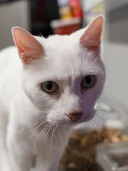 Zelda has been brought into the clinic with stomach problems.