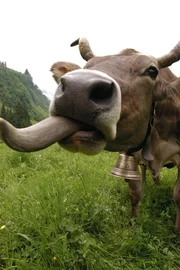 Die Kuh als Pfleger des &Ouml;kosystems Almweide in den Alpen