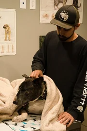 Mac has been brought into the clinic after being hit by a car