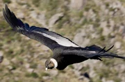 Andenkondore haben eine Fl&uuml;gelspannweite von bis zu drei Metern.
