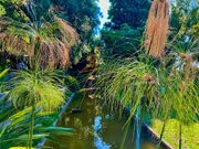 Eingebettet in die bezaubernde Stadt Menton ist der Garten Clos du Peyronnet ein botanisches Juwel, das Natur und Geschichte harmonisch miteinander verbindet. Dieser Privatgarten wurde ab 1915 von der Familie Waterfield angelegt und hat sich im Laufe der Generationen zu einem außergewöhnlich reichen Garten entwickelt. Eingebettet in die bezaubernde Stadt Menton ist der Garten Clos du Peyronnet ein botanisches Juwel, das Natur und Geschichte harmonisch miteinander verbindet. Dieser Privatgarten wurde ab 1915 von der Familie Waterfield angelegt und hat sich im Laufe der Generationen zu einem außergewöhnlich reichen Garten entwickelt.