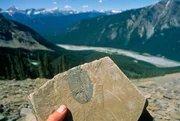 2RTEP0N Hand holding one of many trilobite fossils found at Yoho National Park's Burgess Shale; British Columbia, Canada