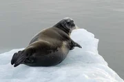 Eine ausgewachsene Bartrobbe auf einer Eisscholle.