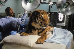 Der schwer unter Stress stehende Dr. Dolittle (Eddie Murphy) muss einen lebens&uuml;berdr&uuml;ssigen Tiger kurieren.