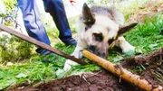 In der Nähe der Leiche findet man eine Gartenhacke. Ist es die Tatwaffe? Der Spürhund nimmt die Fährte des Täters auf. In der Nähe der Leiche findet man eine Gartenhacke. Ist es die Tatwaffe? Der Spürhund nimmt die Fährte des Täters auf.